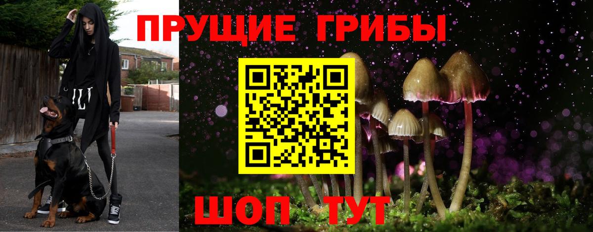 Псилоцибиновые грибы Psilocybine cubensis  Вход с VPN  Коряжма  где купить наркоту  Псилоцибиновые грибы Psilocybine cubensis 
